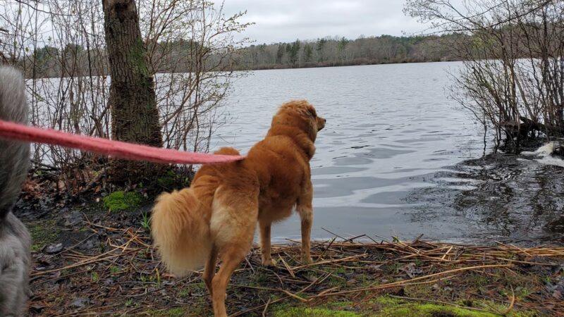 JJ Shephard Memorial Forest - Pembroke, MA