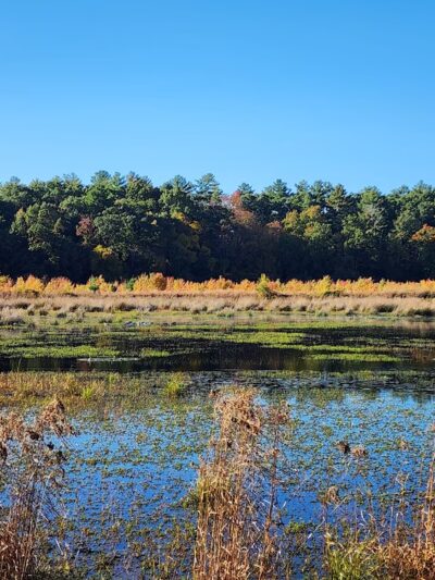 JJ Shephard Memorial Forest - Pembroke, MA