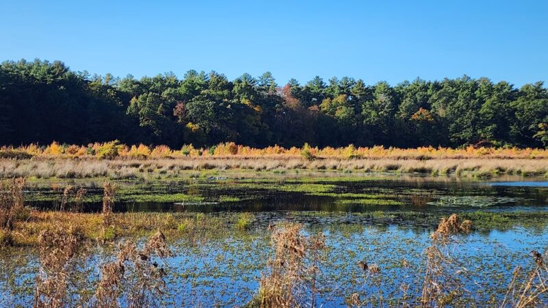 JJ Shephard Memorial Forest - Pembroke, MA