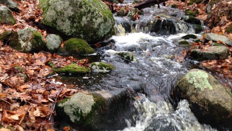 Wildlands Trust - Tucker Preserve - Pembroke, MA