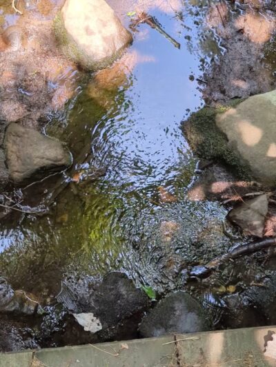 Wildlands Trust - Tucker Preserve - Pembroke, MA