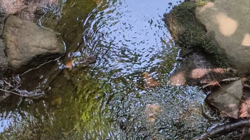 Wildlands Trust - Tucker Preserve - Pembroke, MA