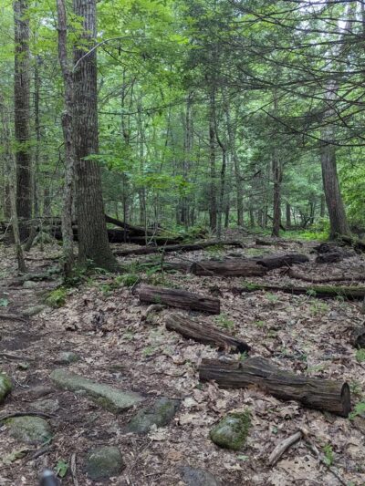 Wildlands Trust - Tucker Preserve - Pembroke, MA