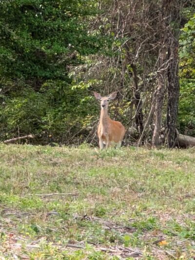 Willow Brook Farm Tower - Pembroke, MA
