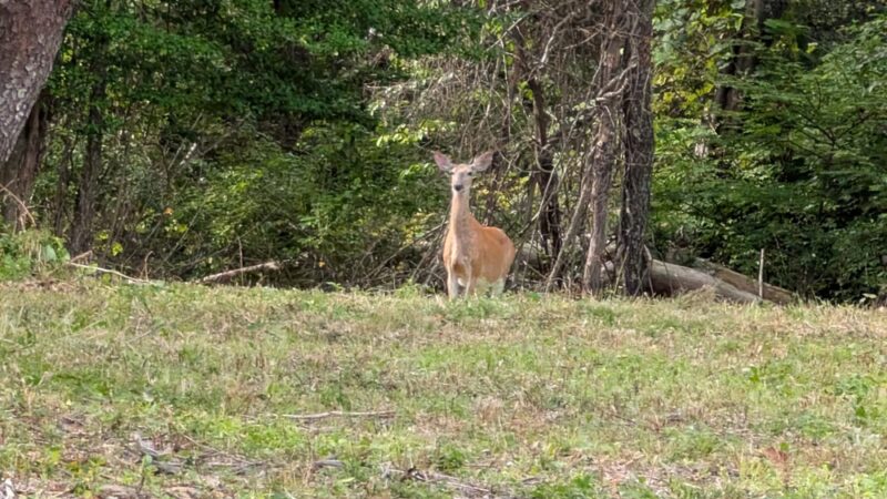 Willow Brook Farm Tower - Pembroke, MA