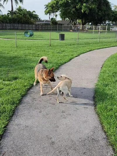 Pembroke Pines Craig Rupp K-9 Dog Park - Pembroke Pines, FL