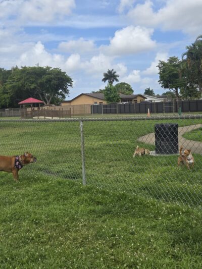 Pembroke Pines Craig Rupp K-9 Dog Park - Pembroke Pines, FL