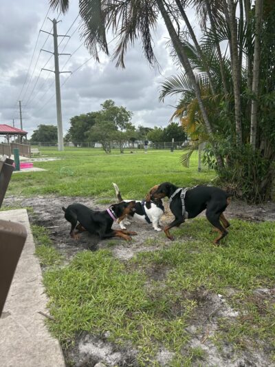 Pembroke Pines Craig Rupp K-9 Dog Park - Pembroke Pines, FL