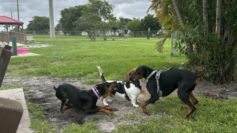 Pembroke Pines Craig Rupp K-9 Dog Park - Pembroke Pines, FL