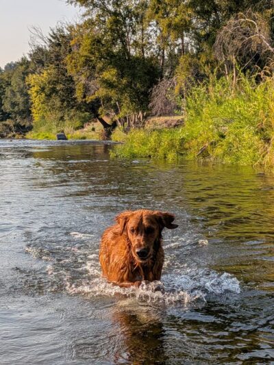 Let 'Er Bark Off Leash Dog Park - Pendleton, OR