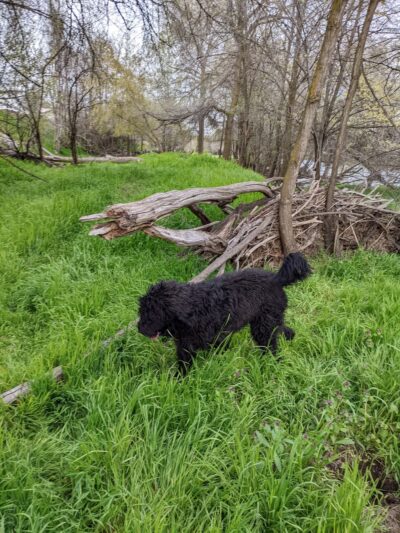 Let 'Er Bark Off Leash Dog Park - Pendleton, OR