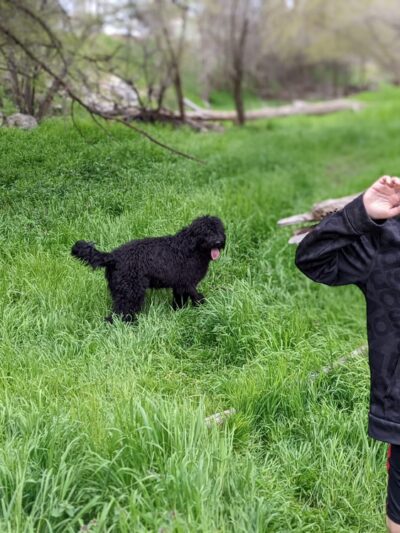Let 'Er Bark Off Leash Dog Park - Pendleton, OR