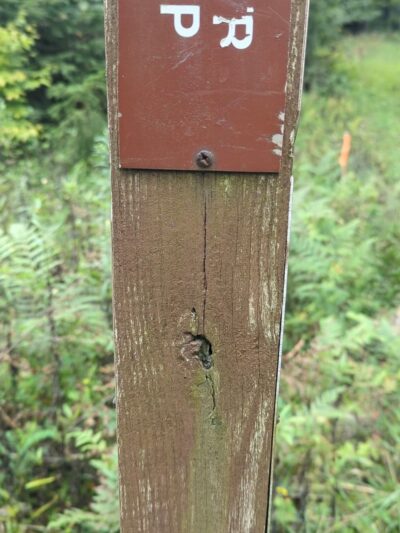 Quehanna North Trail - Penfield, PA