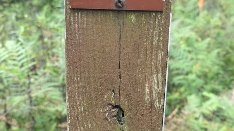 Quehanna North Trail - Penfield, PA