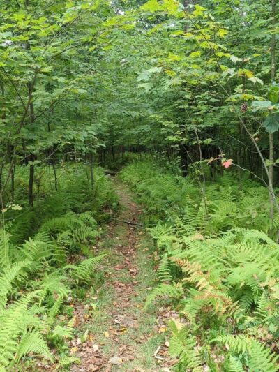 Quehanna North Trail - Penfield, PA