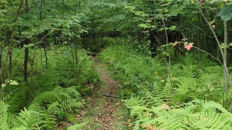 Quehanna North Trail - Penfield, PA