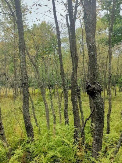 Quehanna North Trail - Penfield, PA