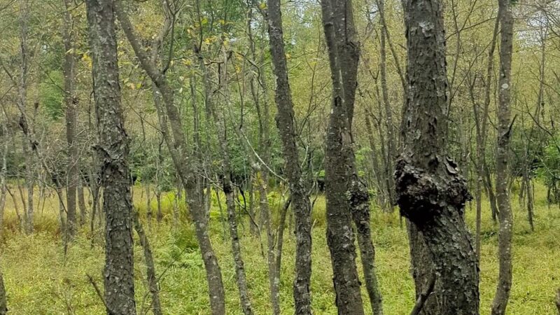 Quehanna North Trail - Penfield, PA