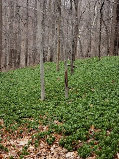 Mill Creek Valley Park - Penn Valley, PA