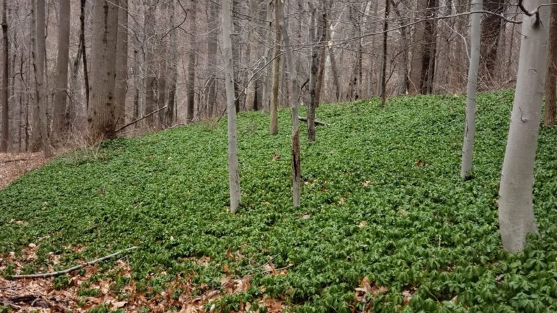 Mill Creek Valley Park - Penn Valley, PA