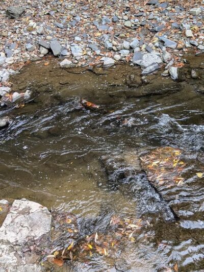 Cascade Falls Trail Parking - Penn Yan, NY