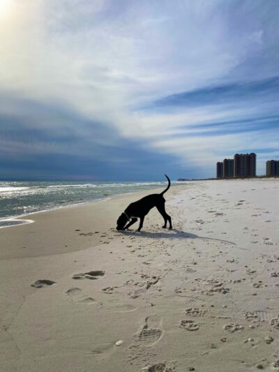 Pensacola Dog Beach - Pensacola Beach, FL