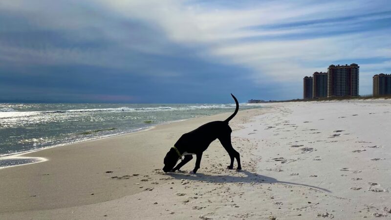 Pensacola Dog Beach - Pensacola Beach, FL