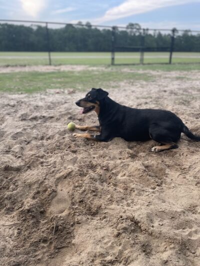 Ashton Brosnaham Dog park - Pensacola, FL