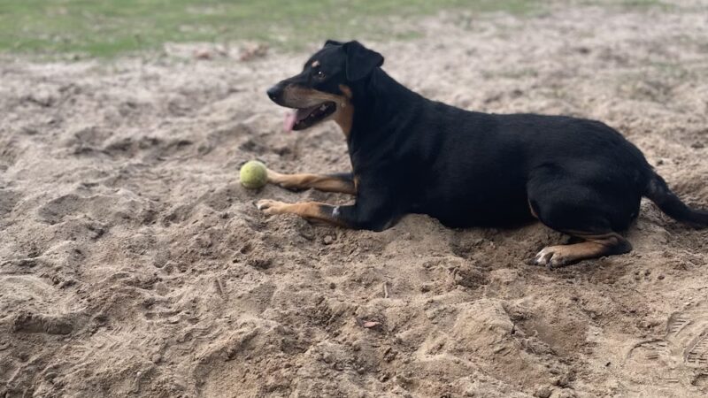 Ashton Brosnaham Dog park - Pensacola, FL