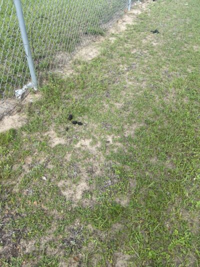 Ashton Brosnaham Dog park - Pensacola, FL