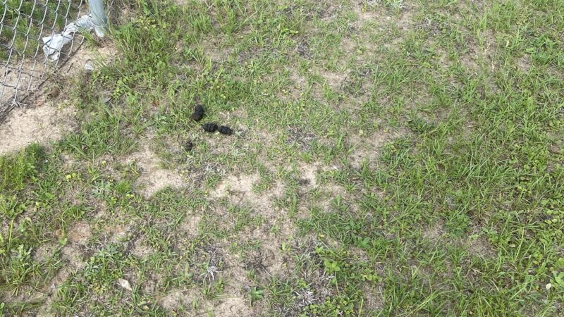 Ashton Brosnaham Dog park - Pensacola, FL