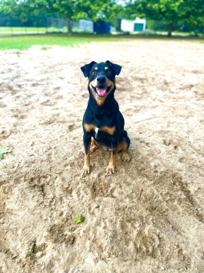 Ashton Brosnaham Dog park - Pensacola, FL