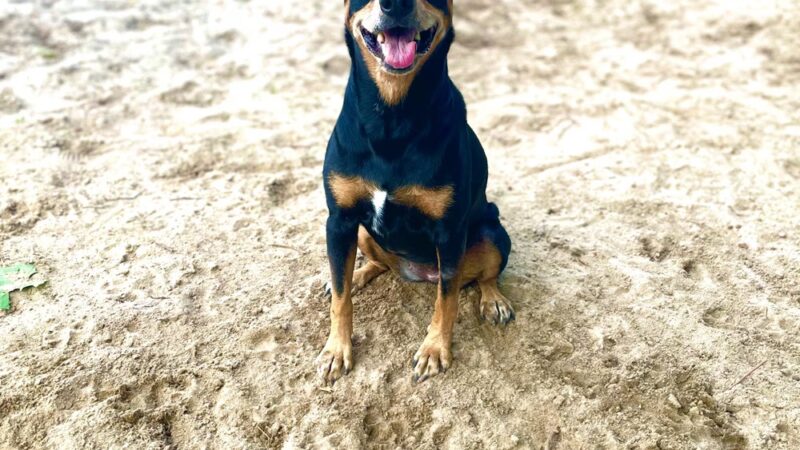 Ashton Brosnaham Dog park - Pensacola, FL