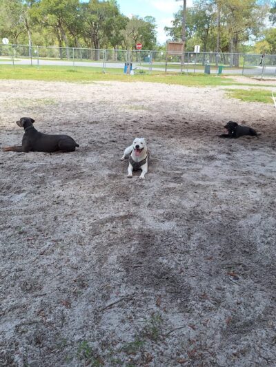 Bark Park at Bill Dickson Park - Pensacola, FL