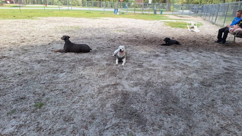 Bark Park at Bill Dickson Park - Pensacola, FL