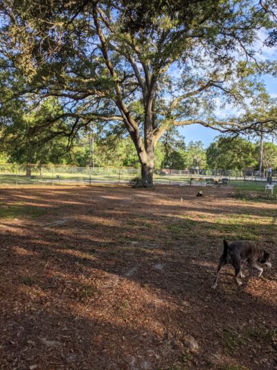Bark Park at Bill Dickson Park - Pensacola, FL