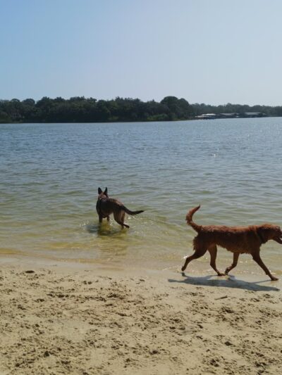 Bayview Dog Beach - Pensacola, FL