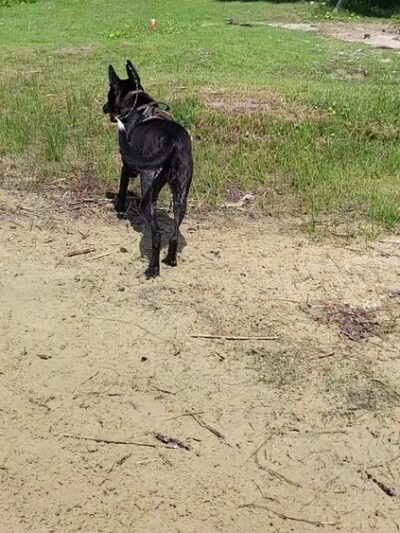 Bayview Dog Beach - Pensacola, FL