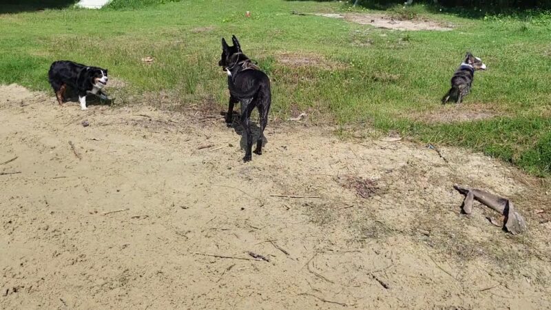 Bayview Dog Beach - Pensacola, FL