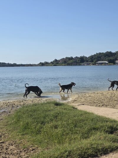 Bayview Dog Beach - Pensacola, FL