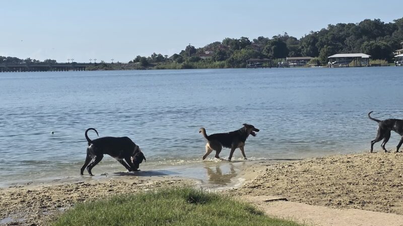 Bayview Dog Beach - Pensacola, FL