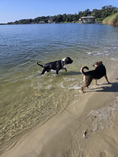 Bayview Dog Beach - Pensacola, FL