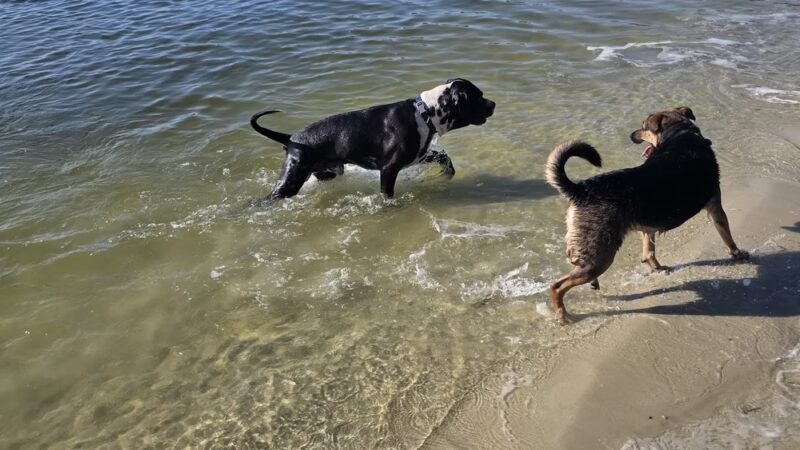 Bayview Dog Beach - Pensacola, FL