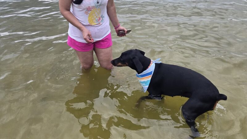 Bayview Dog Beach - Pensacola, FL