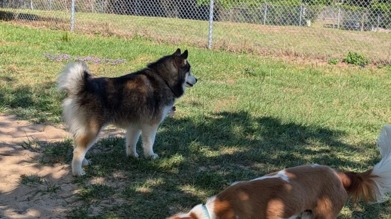 Lonnie G. Jones Dog Park - Pensacola, FL