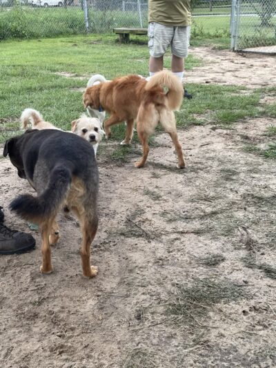 Lonnie G. Jones Dog Park - Pensacola, FL