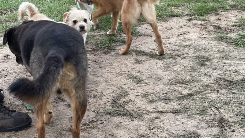 Lonnie G. Jones Dog Park - Pensacola, FL