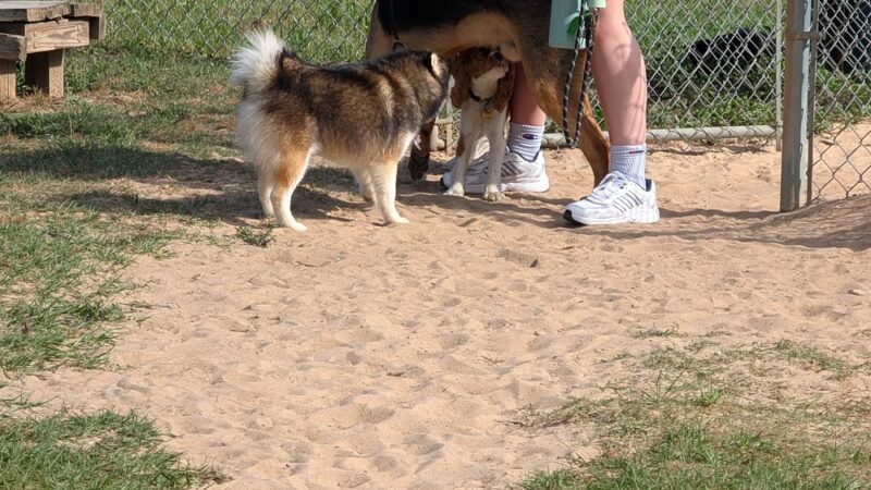Lonnie G. Jones Dog Park - Pensacola, FL