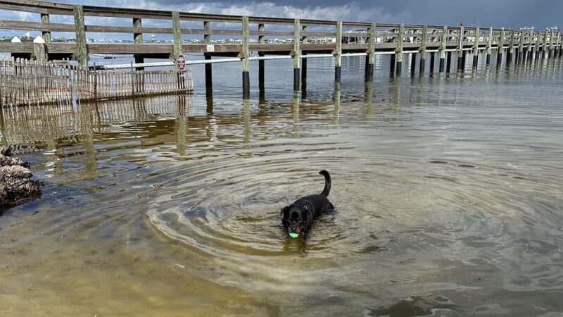 River Road Dog Park - Pensacola, FL