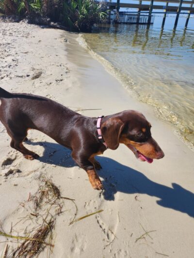 River Road Dog Park - Pensacola, FL